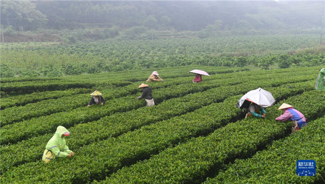 广西上林：茶农忙采