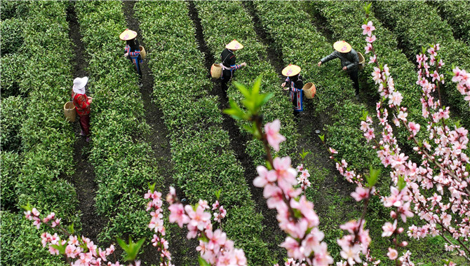 湖南常宁：茶香四溢