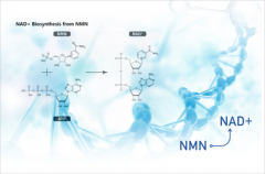 澳洲进口KAYAJ NMN12000,通过TGA注册的99%纯度NMN
